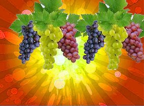 Виноград: польза и вред