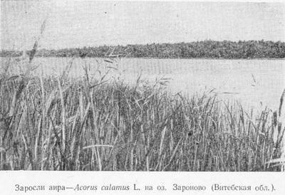 Заросли аира болотного—Acorus calamus L. на оз. Зароново (Витебская обл.)